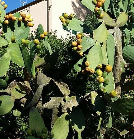 Villa San Giuseppe Porto Azzurro Eksteriør bilde